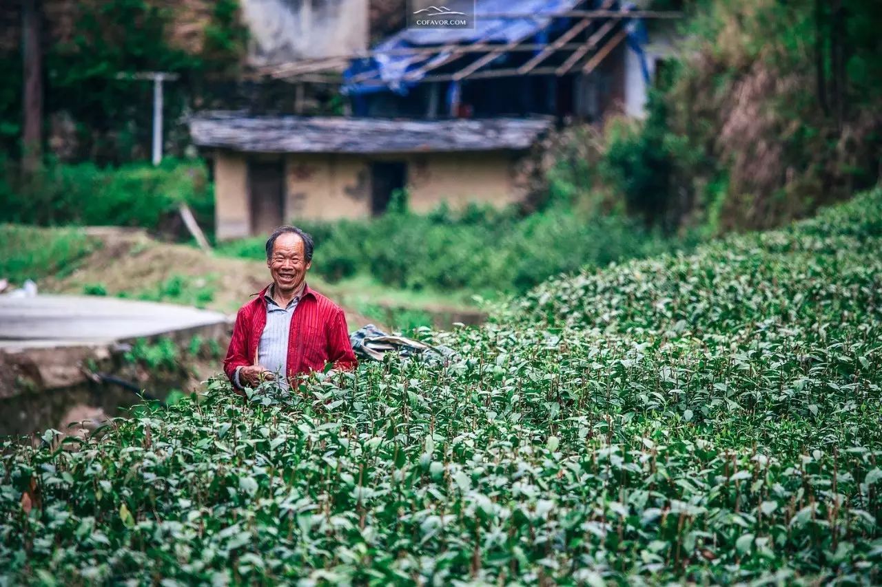 西安卖紫阳富硒茶的地方（陕西安康紫阳富硒茶的名气）-硒宝网