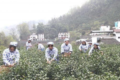 岚皋富硒茶在哪买的好?。ǜ晃枰抖嗌偾唤铮?硒宝网