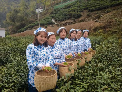 岚皋富硒茶在哪买的好?。ǜ晃枰抖嗌偾唤铮?硒宝网