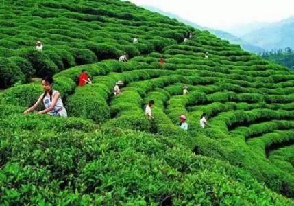 西安卖紫阳富硒茶的地方（西安紫阳茶富硒茶实体店）-硒宝网