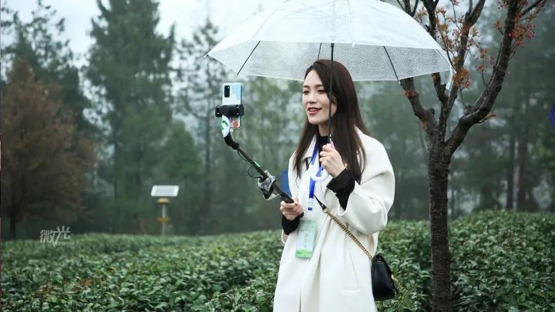 西安卖紫阳富硒茶的地方（陕西紫阳富硒茶是红茶还是绿茶）-硒宝网