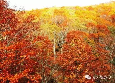 陕西安康南方美食富硒茶(安康富硒茶最古老的茶)-硒宝网