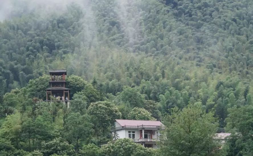 石台富硒茶在哪里生产的(茶石台生产富硒茶吗)-硒宝网