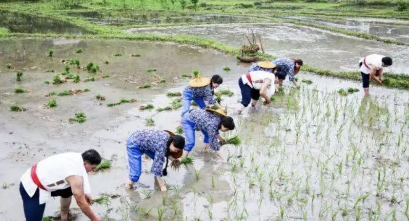 石台富硒茶在哪里生产的(茶石台生产富硒茶吗)-硒宝网