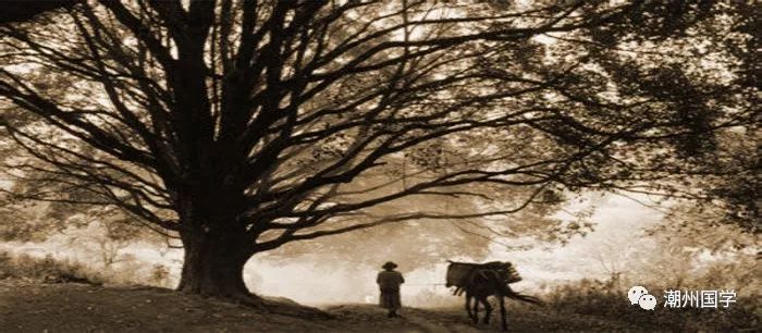 明前陕西紫阳富硒茶价格(陕西紫阳县茶)-硒宝网