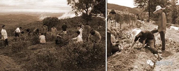 明前陕西紫阳富硒茶价格(陕西紫阳县茶)-硒宝网