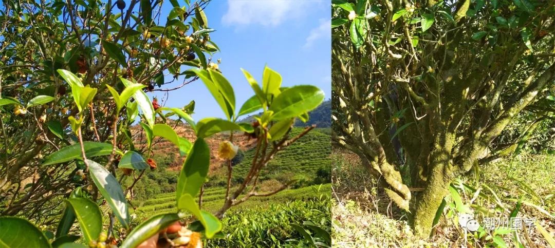 明前陕西紫阳富硒茶价格(陕西紫阳县茶)-硒宝网
