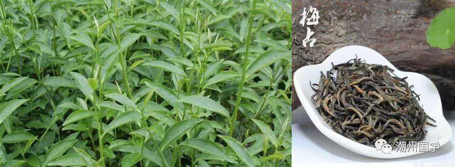 明前陕西紫阳富硒茶价格(陕西紫阳县茶)-硒宝网