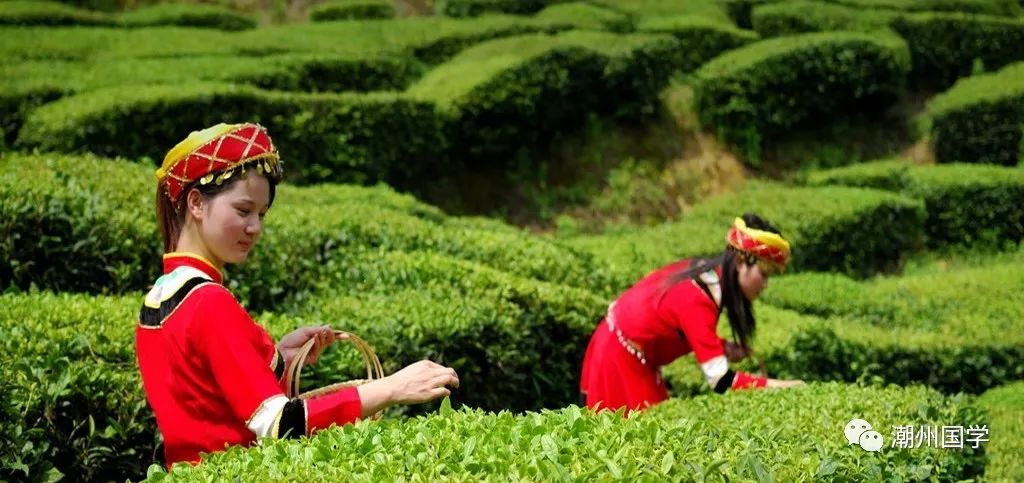 明前陕西紫阳富硒茶价格(陕西紫阳县茶)-硒宝网