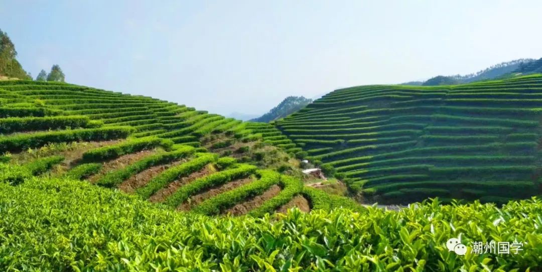 明前陕西紫阳富硒茶价格(陕西紫阳县茶)-硒宝网