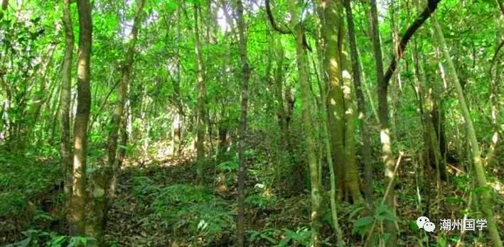 明前陕西紫阳富硒茶价格(陕西紫阳县茶)-硒宝网