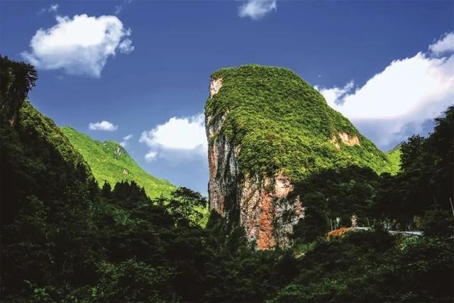 富硒茶是哪些植物的叶子(叶子茶植物富硒是什么植物)-硒宝网