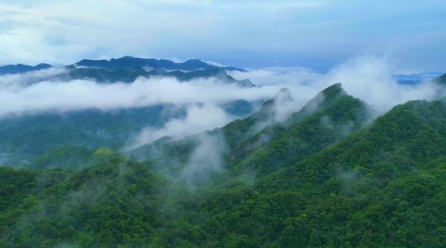 富硒茶是哪些植物的叶子(叶子茶植物富硒是什么植物)-硒宝网
