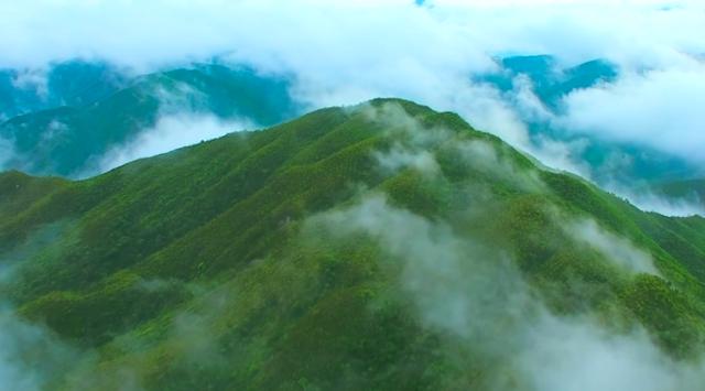 富硒茶是哪些植物的叶子(叶子茶植物富硒是什么植物)-硒宝网