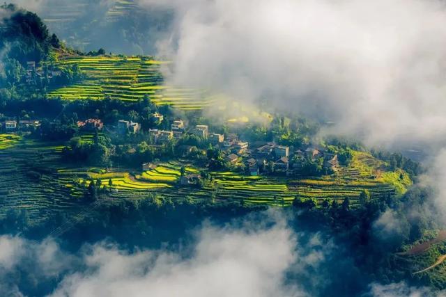 富硒茶是哪些植物的叶子(叶子茶植物富硒是什么植物)-硒宝网