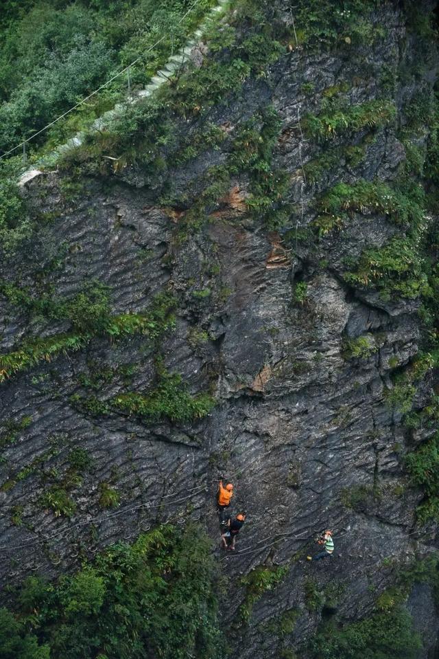 富硒茶是哪些植物的叶子(叶子茶植物富硒是什么植物)-硒宝网