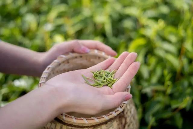 富硒茶是哪些植物的叶子(叶子茶植物富硒是什么植物)-硒宝网
