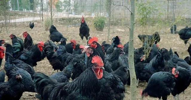 富硒茶是哪些植物的叶子(叶子茶植物富硒是什么植物)-硒宝网