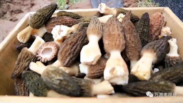 富硒茶是哪些植物的叶子(叶子茶植物富硒是什么植物)-硒宝网