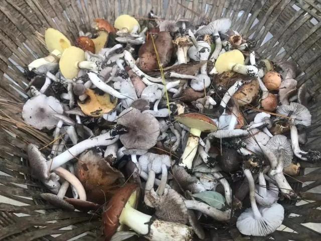 富硒茶是哪些植物的叶子(叶子茶植物富硒是什么植物)-硒宝网