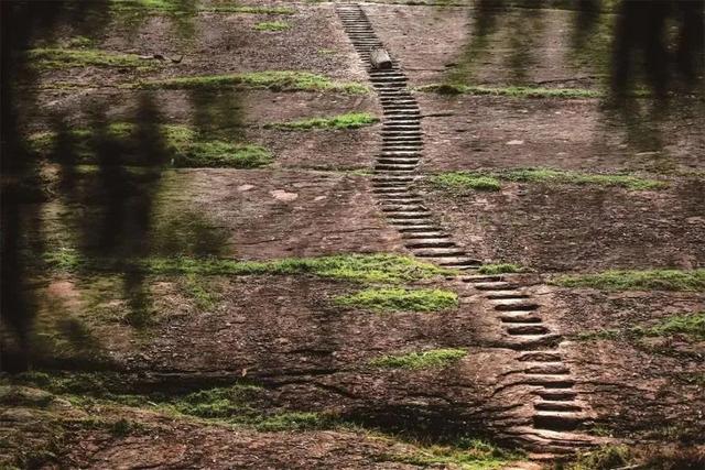 富硒茶是哪些植物的叶子(叶子茶植物富硒是什么植物)-硒宝网