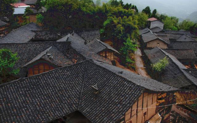 富硒茶是哪些植物的叶子(叶子茶植物富硒是什么植物)-硒宝网