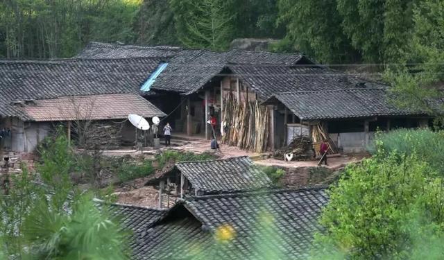 富硒茶是哪些植物的叶子(叶子茶植物富硒是什么植物)-硒宝网