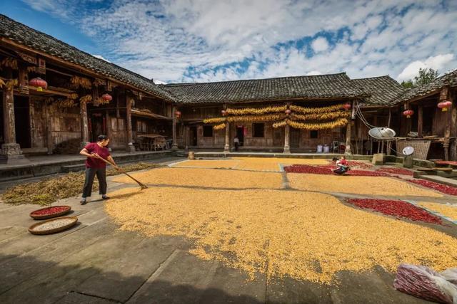 富硒茶是哪些植物的叶子(叶子茶植物富硒是什么植物)-硒宝网