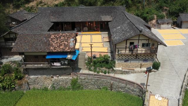 富硒茶是哪些植物的叶子(叶子茶植物富硒是什么植物)-硒宝网