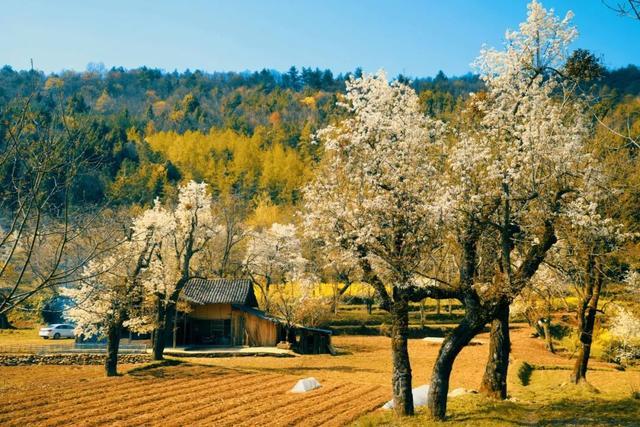 富硒茶是哪些植物的叶子(叶子茶植物富硒是什么植物)-硒宝网