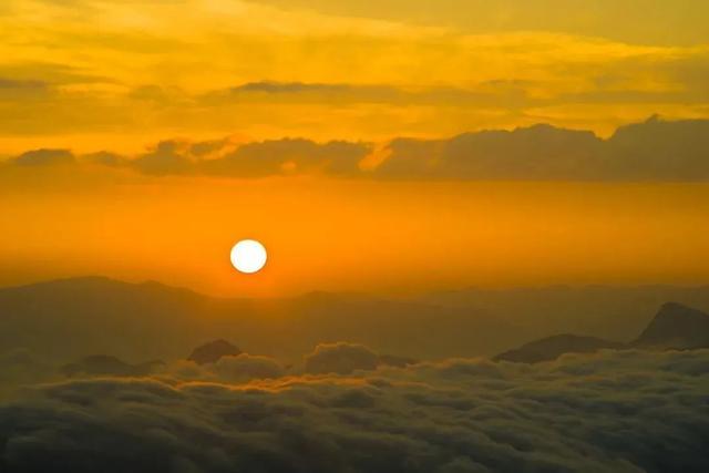 富硒茶是哪些植物的叶子(叶子茶植物富硒是什么植物)-硒宝网