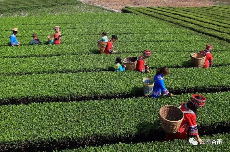 玉露和富硒茶哪个好喝点(恩施玉露茶和富硒茶一样吗)-硒宝网