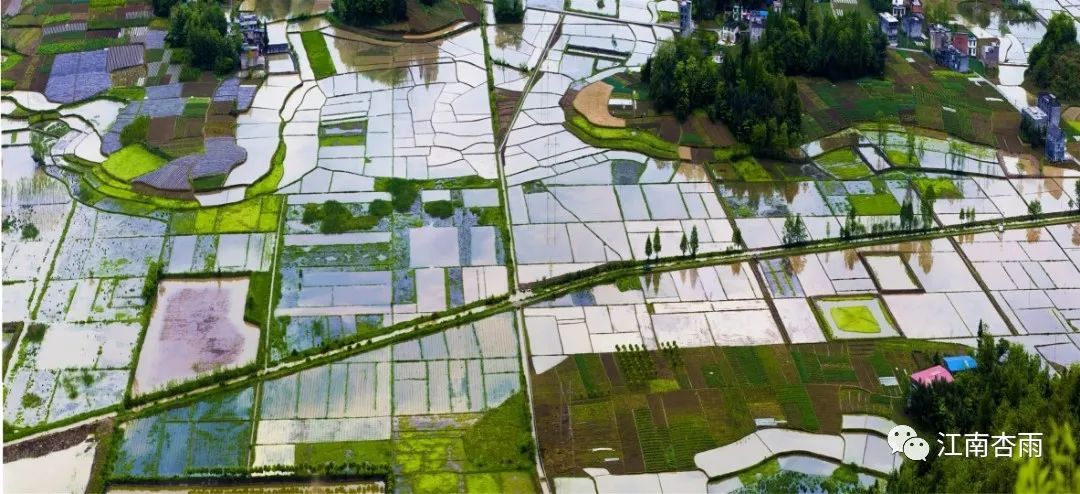 玉露和富硒茶哪个好喝点(恩施玉露茶和富硒茶一样吗)-硒宝网