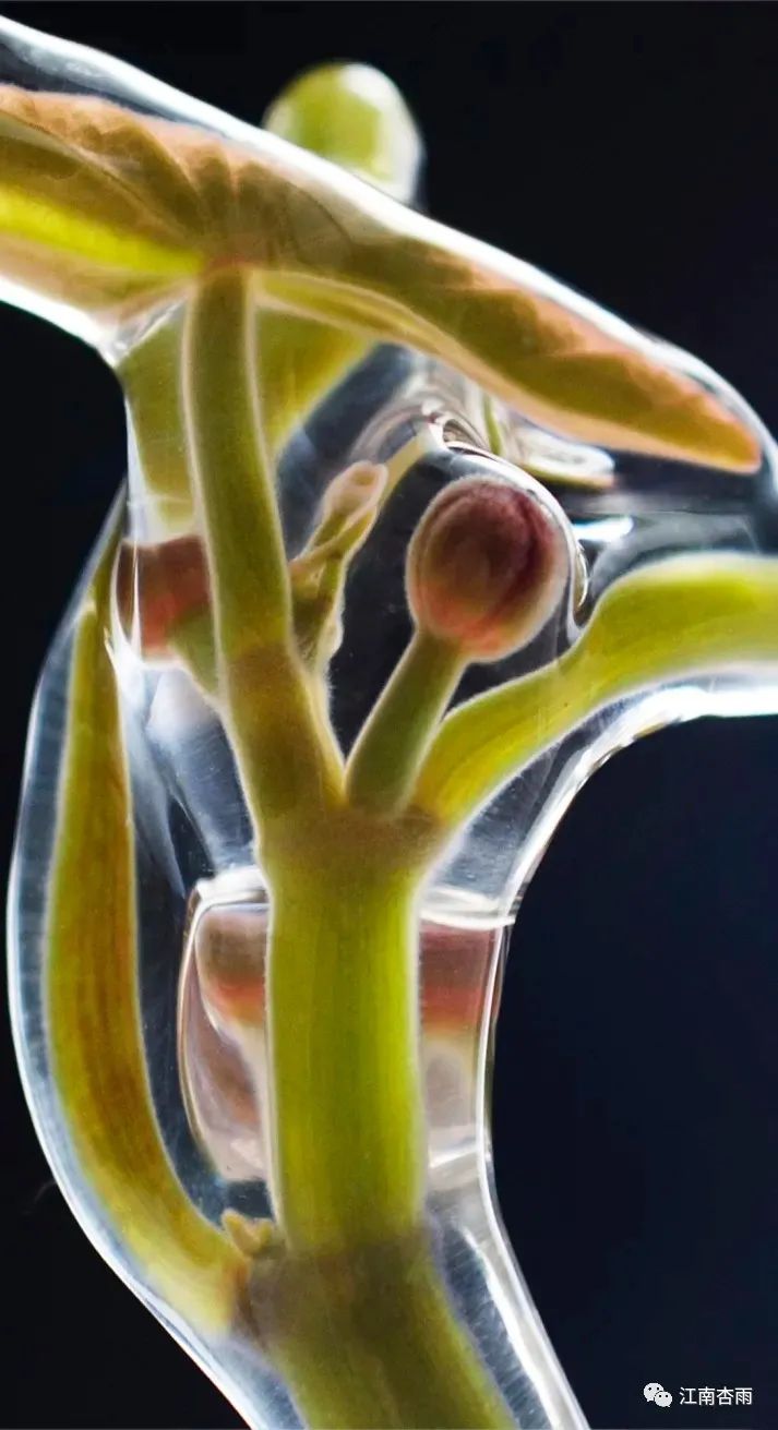 玉露和富硒茶哪个好喝点(恩施玉露茶和富硒茶一样吗)-硒宝网