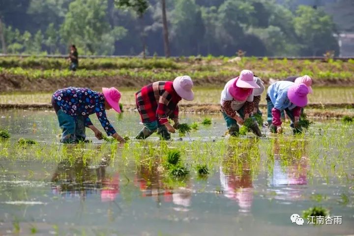玉露和富硒茶哪个好喝点(恩施玉露茶和富硒茶一样吗)-硒宝网