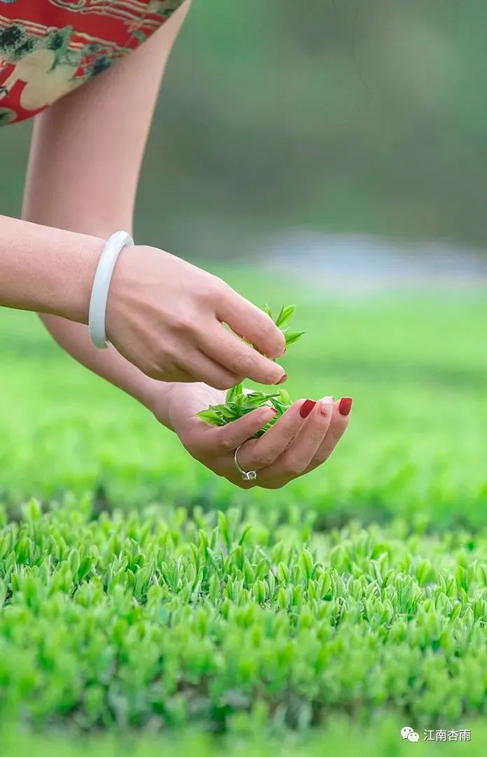 玉露和富硒茶哪个好喝点(恩施玉露茶和富硒茶一样吗)-硒宝网