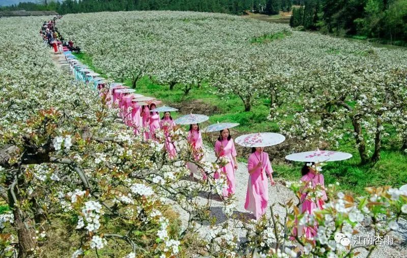 玉露和富硒茶哪个好喝点(恩施玉露茶和富硒茶一样吗)-硒宝网