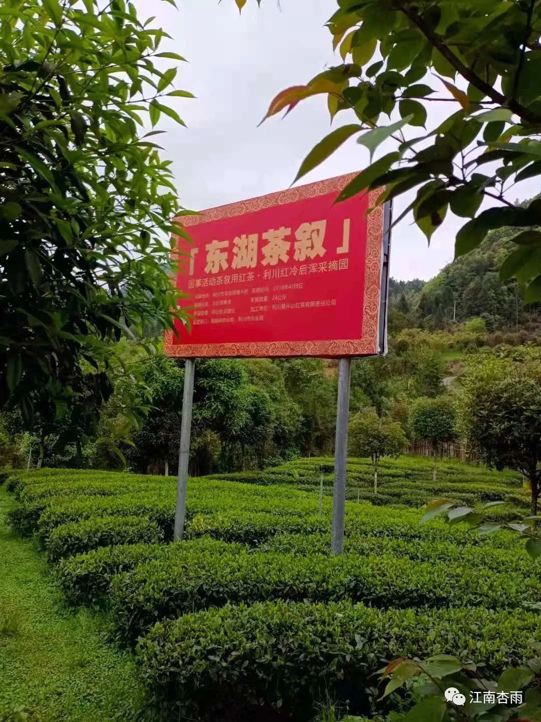 玉露和富硒茶哪个好喝点(恩施玉露茶和富硒茶一样吗)-硒宝网