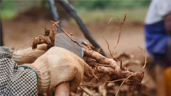 中国哪个地方产富硒茶好(中国富硒茶之乡)-硒宝网