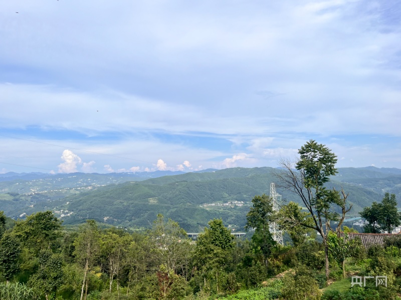 陕西紫阳富硒茶是绿茶吗（陕西紫阳富硒茶品牌）-硒宝网