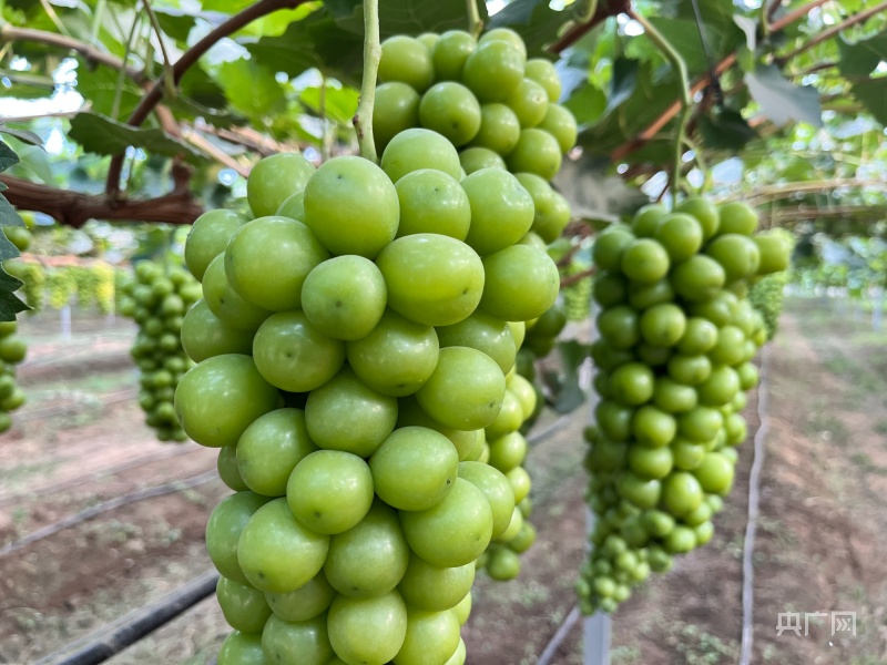 陕西紫阳富硒茶是绿茶吗（陕西紫阳富硒茶品牌）-硒宝网