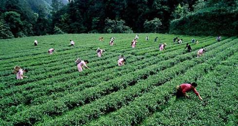 紫阳富硒茶孕妇可以喝吗（孕妇喝富硒水）-硒宝网