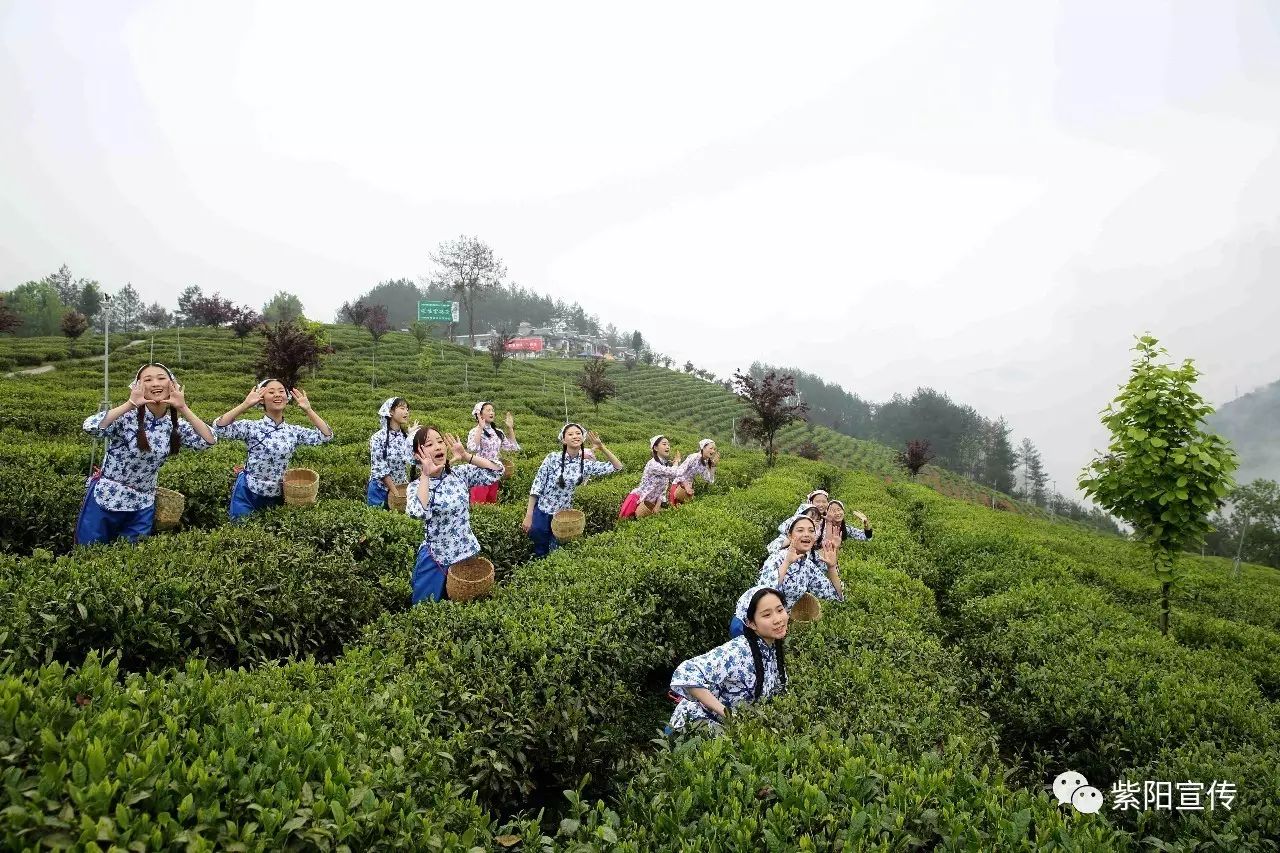 安康富硒茶建设项目进展（安康富硒茶发展情况）-硒宝网