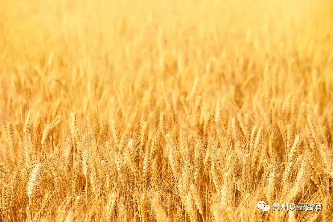 离子富硒茶的功效和作用（离湿茶的功效怎么样）-硒宝网