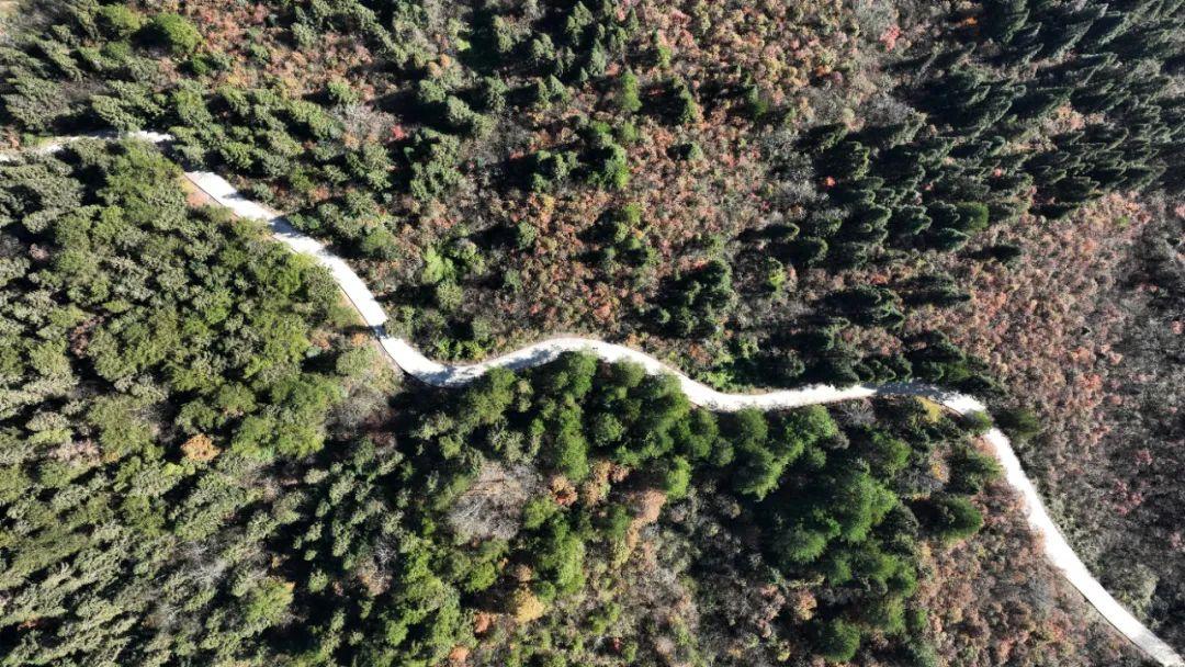 离子富硒茶的功效和作用（离湿茶的功效怎么样）-硒宝网