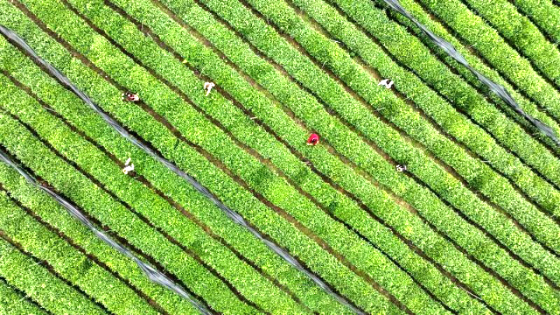 离子富硒茶的功效和作用（离湿茶的功效怎么样）-硒宝网