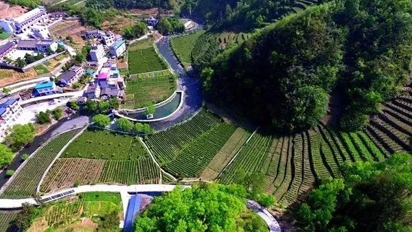 安康富硒茶建设项目进展（安康进展茶富硒建设项目有哪些）-硒宝网