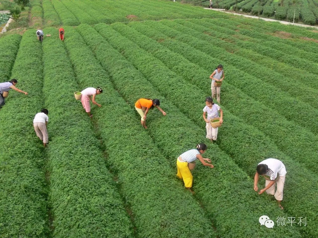 我为安康富硒茶代言奖项(安康富硒茶的广告语)-硒宝网
