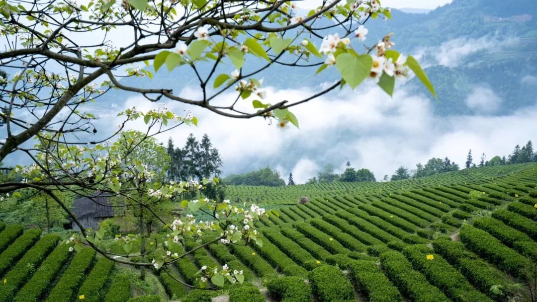 天津恩施富硒茶在哪里买(恩施富硒产品专卖店)-硒宝网