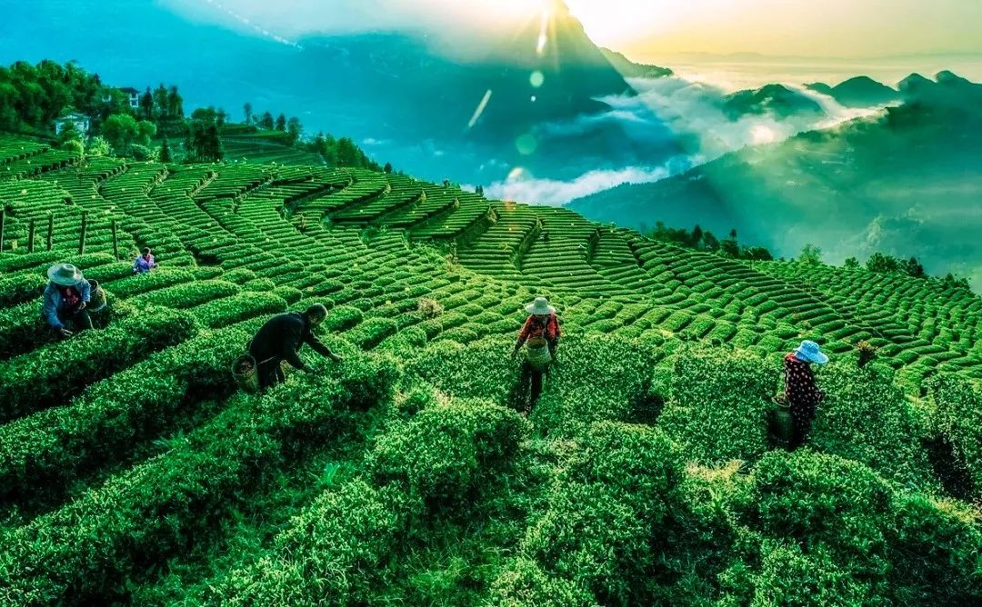 天津恩施富硒茶在哪里买(恩施富硒产品专卖店)-硒宝网